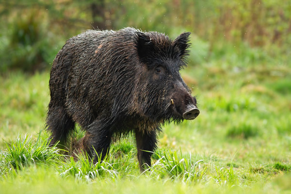 GuardAlarm - Schutz vor Wildschweinen in Feld, Wiese und Acker